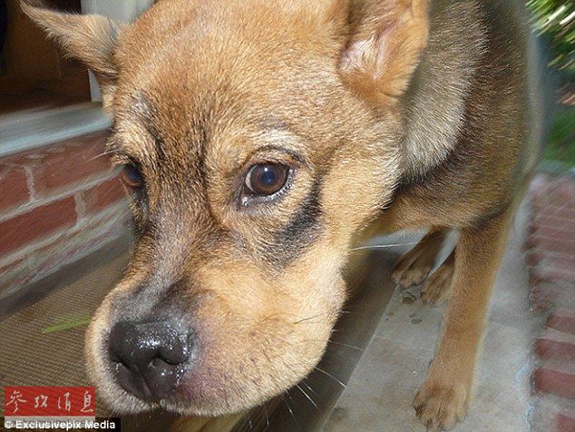 狗狗誤吞蜜蜂后變“包子臉” 蠢萌表情惹人憐【組圖】