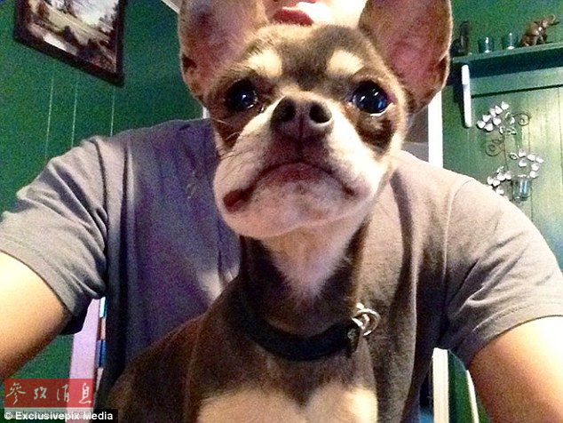 這只小狗在面對鏡頭時努力保持一個美好的形象，它腫起的部位在臉頰一側，看起來就像是正在咀嚼松果的松鼠。