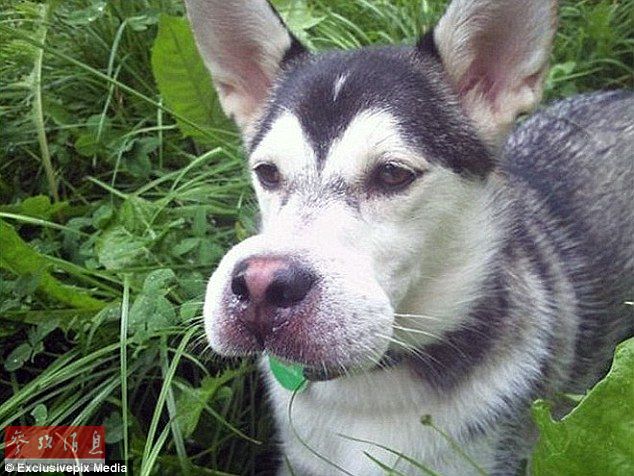 狗狗誤吞蜜蜂后變“包子臉” 蠢萌表情惹人憐【組圖】