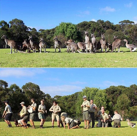 動物園管理員模仿動物搞笑照片躥紅網絡（組圖）