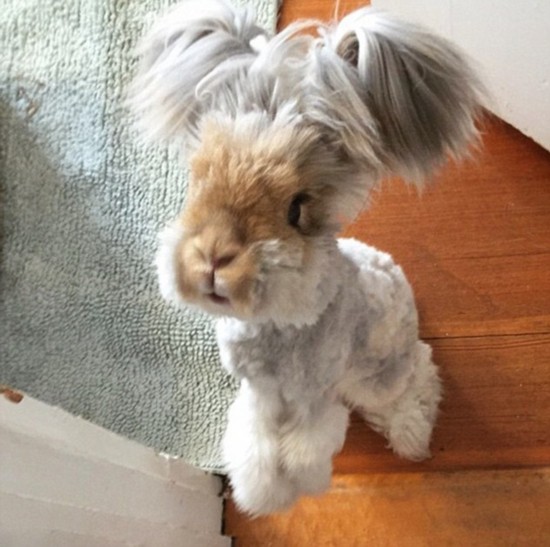 超萌“草泥兔”耳大如鳥翼迅速走紅網絡（組圖）