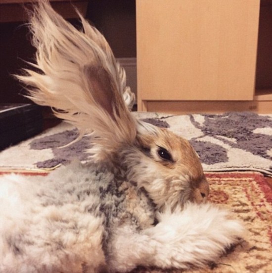 超萌“草泥兔”耳大如鳥翼迅速走紅網絡（組圖）