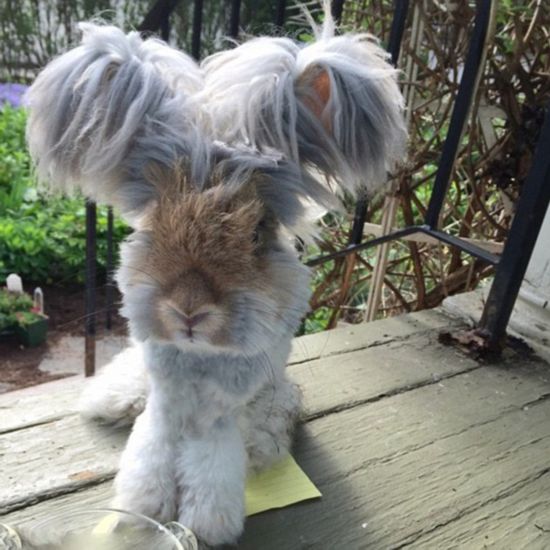 超萌“草泥兔”耳大如鳥翼迅速走紅網絡（組圖）