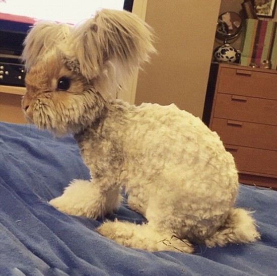 超萌“草泥兔”耳大如鳥翼迅速走紅網絡（組圖）