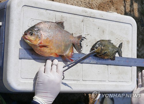 韓國江原道某水庫驚現亞馬遜食人魚 【組圖】