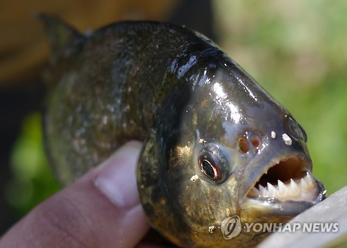 江原道某水庫出現食人魚。（圖片來源：韓聯社）