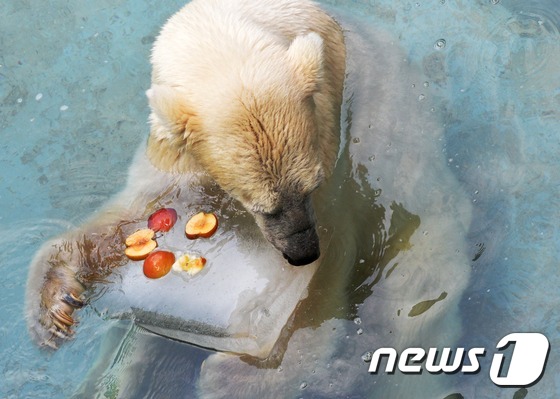 韓國大田暑氣盛 北極熊抱冰塊消暑【組圖】