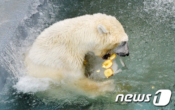 大田動物園的北極熊抱冰塊消暑。（圖片來源：NEWS1）