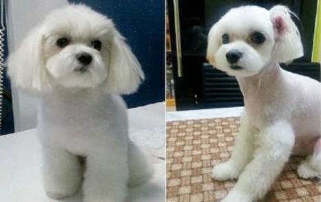 一只寵物狗整容前（左）和整容后（右）。（圖片來源：Koreaboo.com）