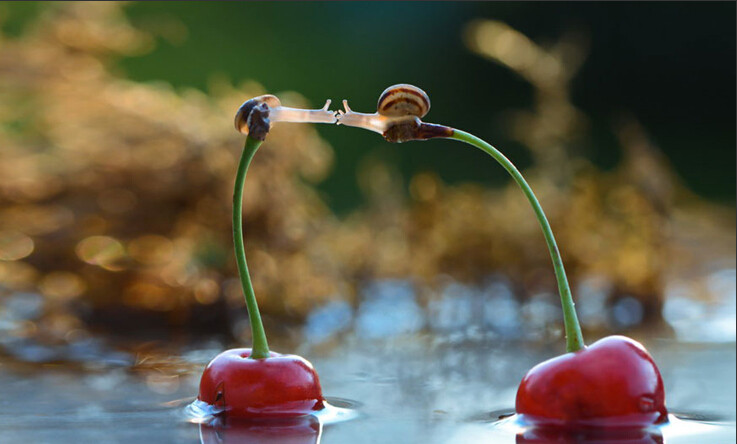 七夕節 動物也來“秀恩愛”【組圖】