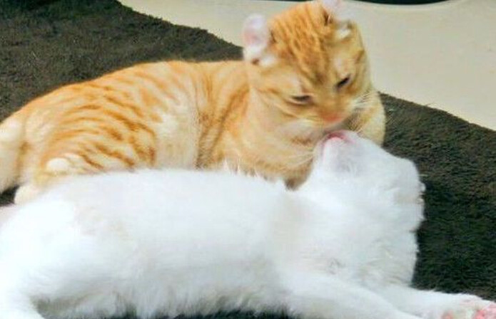 七夕節 動物也來“秀恩愛”【組圖】