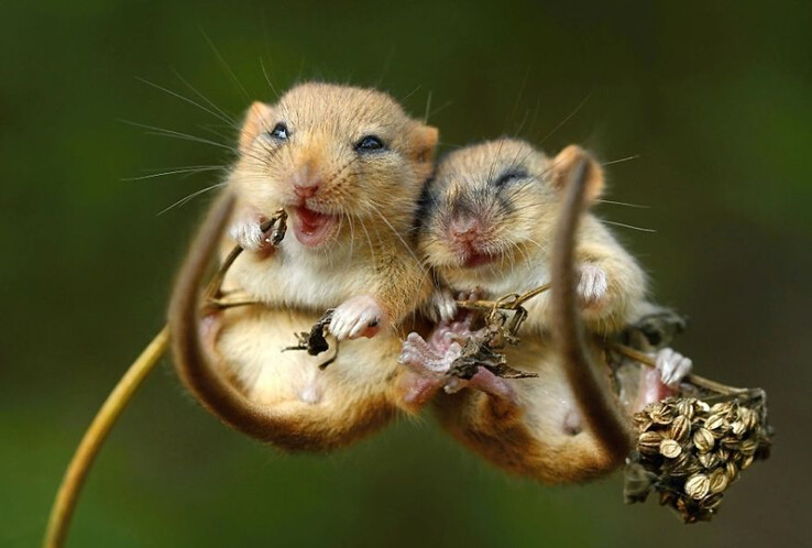 七夕節 動物也來“秀恩愛”【組圖】