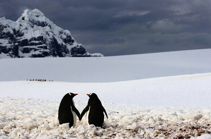七夕節 動物也來“秀恩愛”【組圖】