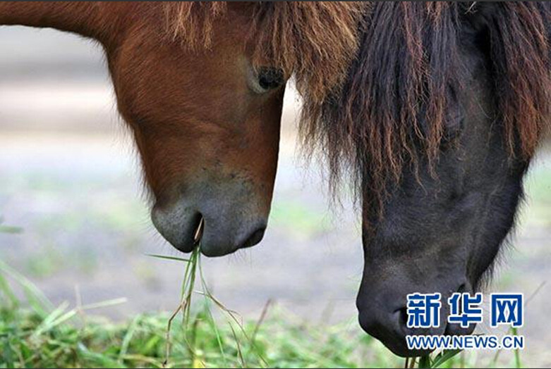 七夕節 動物也來“秀恩愛”【組圖】