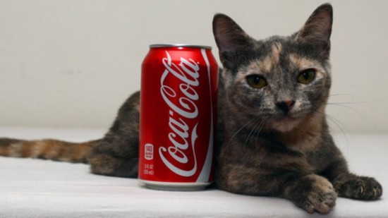 世界上最矮的貓（組圖）