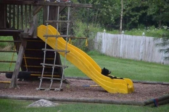 汪星人喵星人 誰是動物界的賣萌專家（組圖）