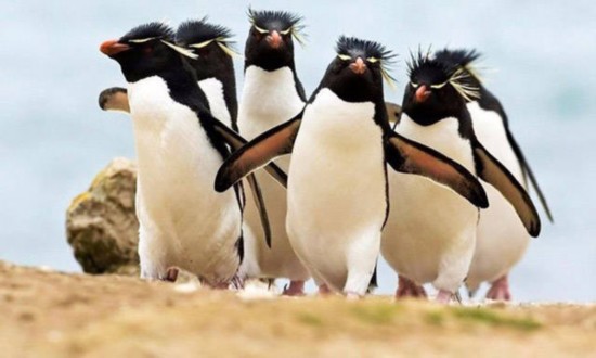 汪星人喵星人 誰是動物界的賣萌專家（組圖）