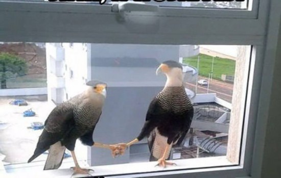 汪星人喵星人 誰是動物界的賣萌專家（組圖）