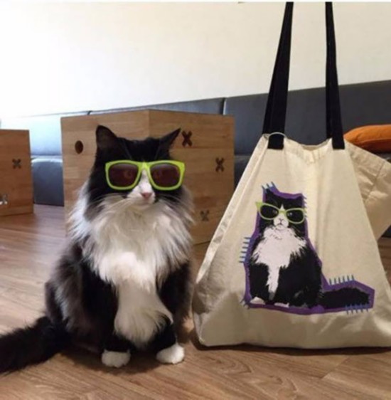 汪星人喵星人 誰是動物界的賣萌專家（組圖）