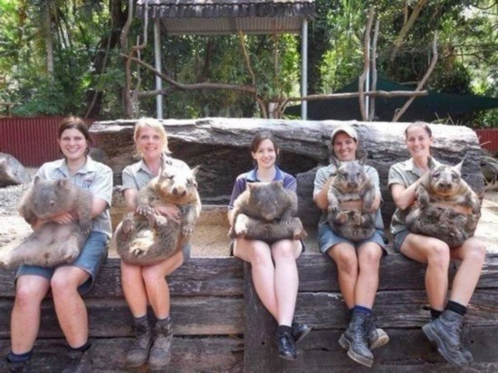 汪星人喵星人 誰是動物界的賣萌專家（組圖）