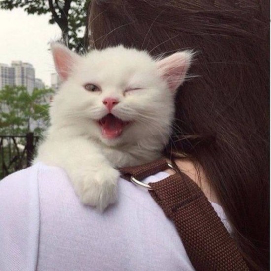 汪星人喵星人 誰是動物界的賣萌專家（組圖）