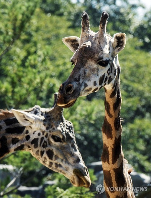 韓國愛寶樂園為長頸鹿夫婦慶“銀婚”【組圖】