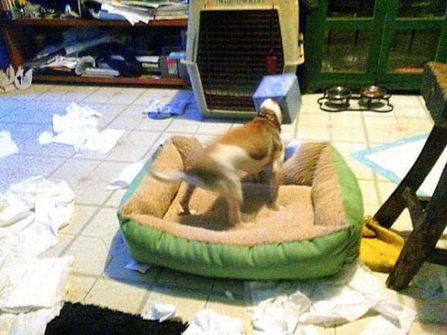 動物上陣賣萌大集合【組圖】