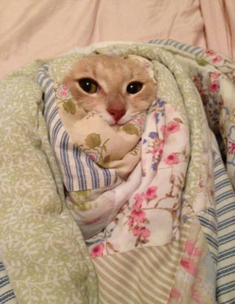 動物上陣賣萌大集合【組圖】