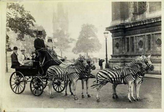 動物上陣賣萌大集合【組圖】