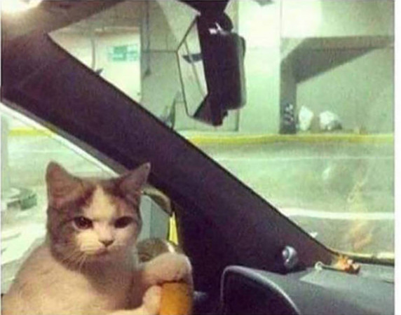 動物上陣賣萌大集合【組圖】