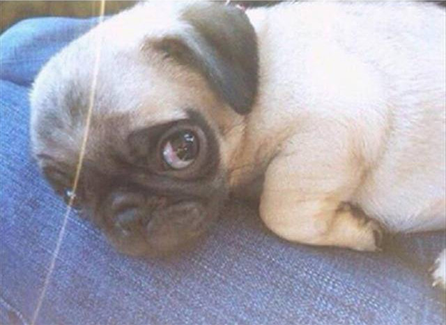 動物上陣賣萌大集合【組圖】