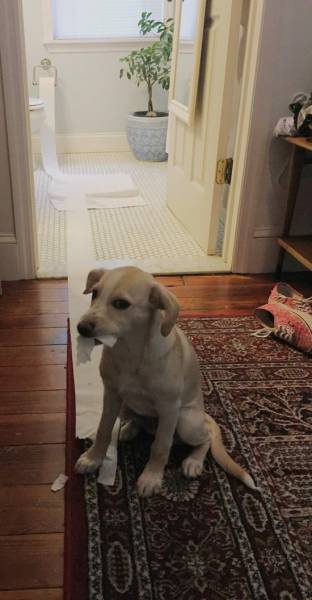 動物上陣賣萌大集合【組圖】