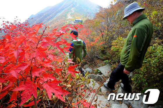 秋分時節秋意濃 楓葉染得雪岳紅【組圖】
