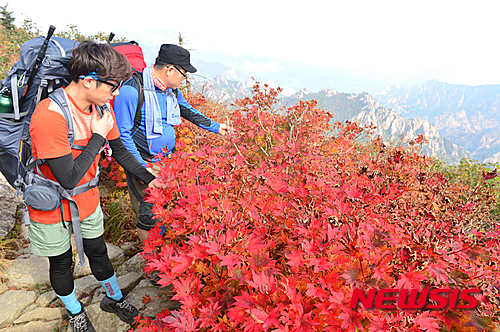 秋分時節秋意濃 楓葉染得雪岳紅【組圖】