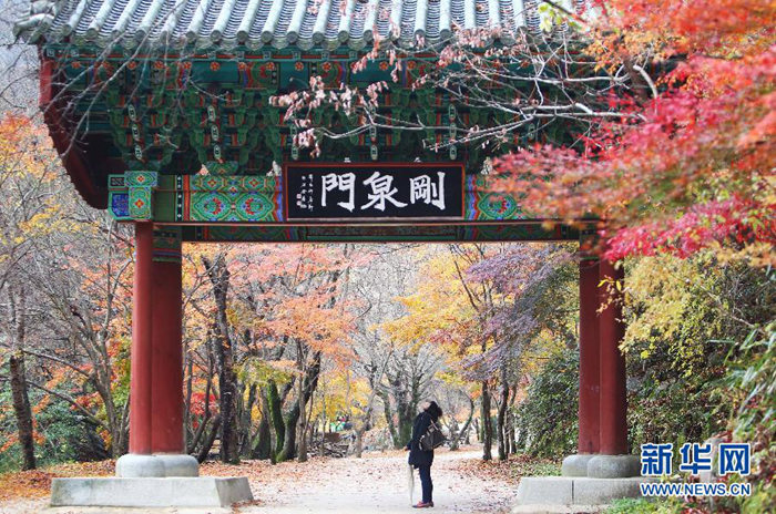 　　這是2012年11月6日，一名游客在韓國全羅北道的剛泉山欣賞楓葉美景。全羅北道位于韓國西南部，是韓國的旅游勝地。時值深秋，全羅北道各地層林盡染，秋意濃郁，吸引著游客慕名前來。新華社記者姚琪琳攝