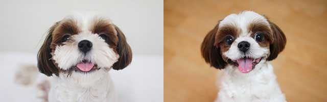 韓國興起寵物整容手術遭動物愛好者反對（組圖）