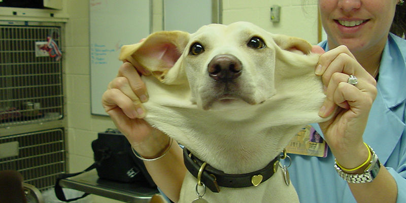 韓國興起寵物整容手術遭動物愛好者反對（組圖）