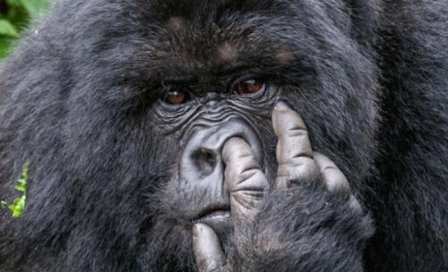 你知道野生動物比人類更搞笑嗎【組圖】