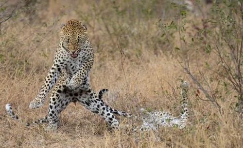 你知道野生動物比人類更搞笑嗎【組圖】