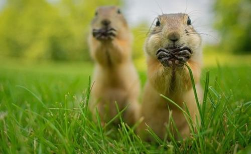 你知道野生動物比人類更搞笑嗎【組圖】