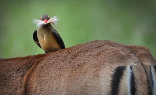 你知道野生動物比人類更搞笑嗎【組圖】