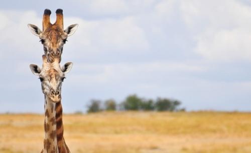 你知道野生動物比人類更搞笑嗎【組圖】