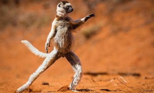 你知道野生動物比人類更搞笑嗎【組圖】