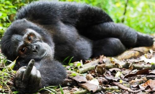 你知道野生動物比人類更搞笑嗎【組圖】