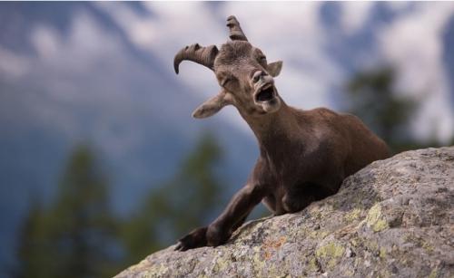 你知道野生動物比人類更搞笑嗎【組圖】
