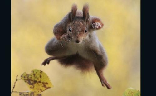 你知道野生動物比人類更搞笑嗎【組圖】