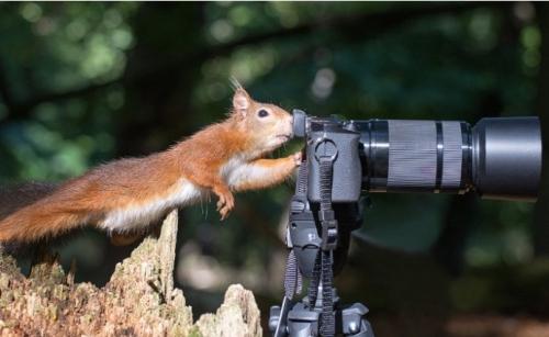 你知道野生動物比人類更搞笑嗎【組圖】
