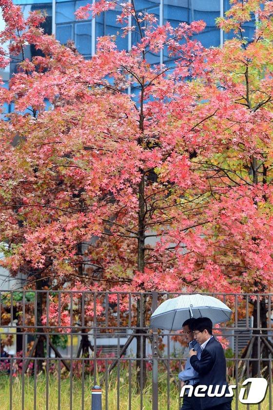 韓國首爾地區迎來秋雨 楓葉美景秋意更濃【組圖】