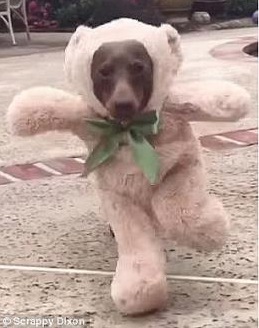 臘腸犬變身“泰迪熊” 可愛爆表走紅韓國網絡【組圖】