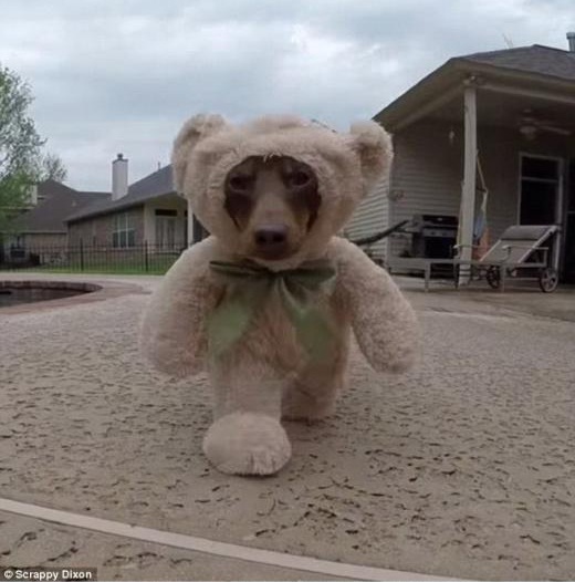 臘腸犬變身“泰迪熊” 可愛爆表走紅韓國網絡【組圖】